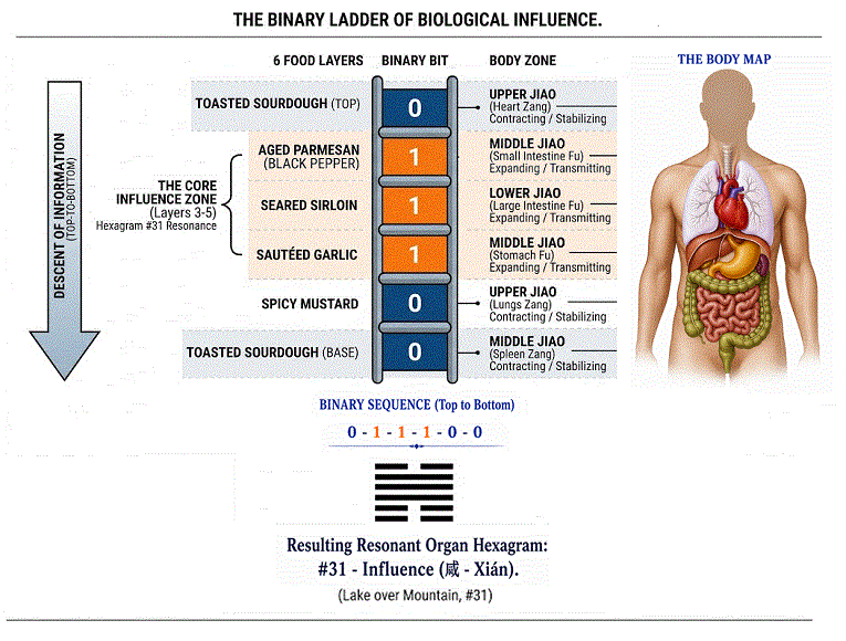 Binary Ladder of Biological Influence